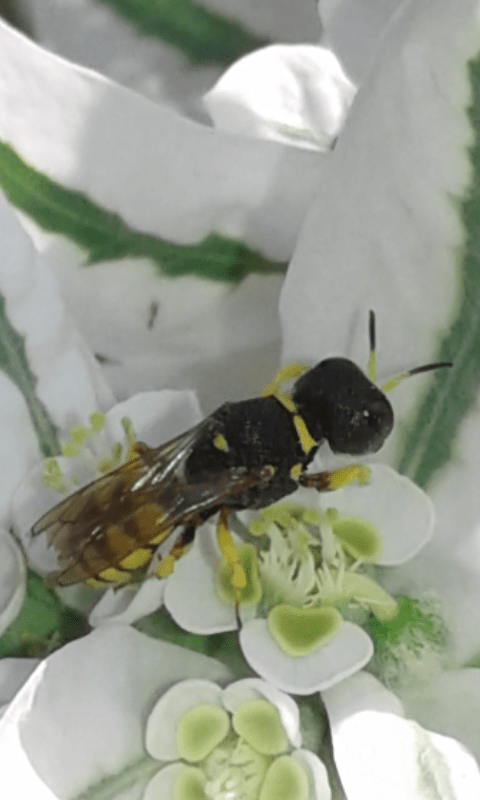 Crabronidae : Ectemnius sp. 2 ? No, femmina di Lestica clypeata